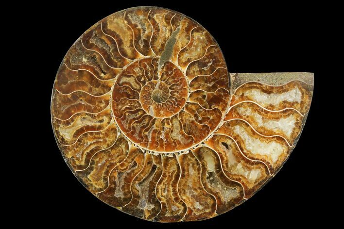 Bargain, Cut & Polished Ammonite Fossil (Half) - Madagascar #157949